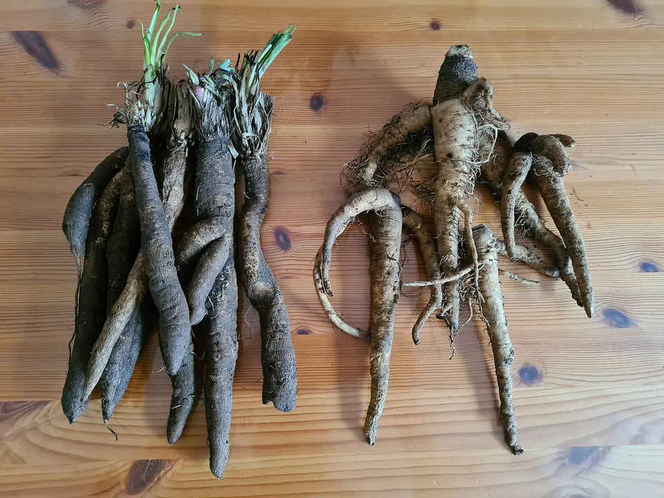 Topinambur, pastinaca, sedano rapa e scorzonera: le radici che abbassano il food cost